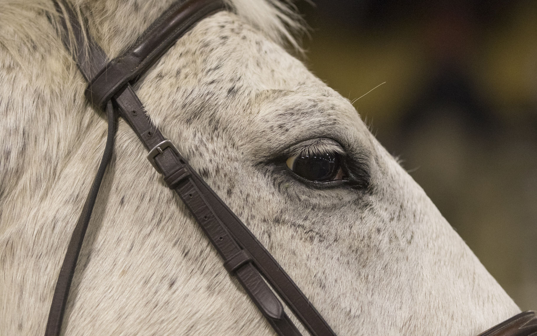 Horse Show